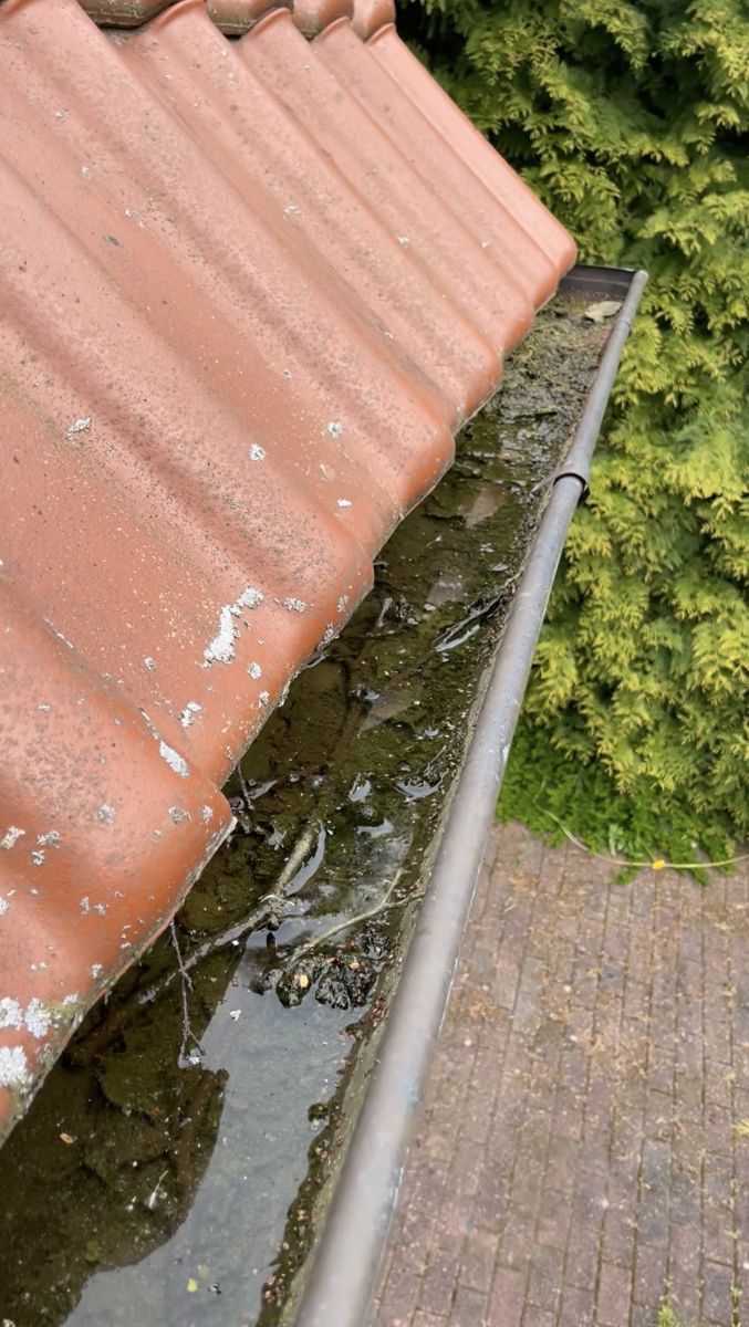 Dachrinnenreinigung im Emsland – zugewachsene Dachrinne vor der Reinigung